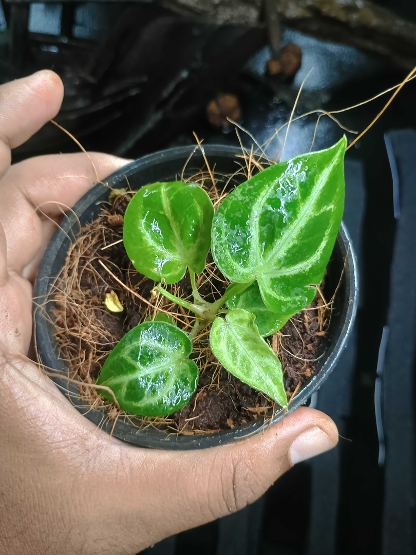 MF Aquatic Plants