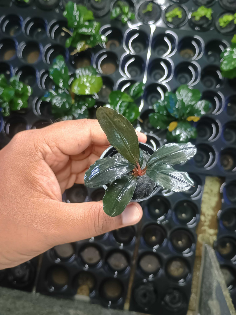 Bucephalandra Sp Sintang